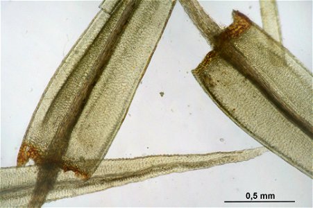 Aulacomnium palustre