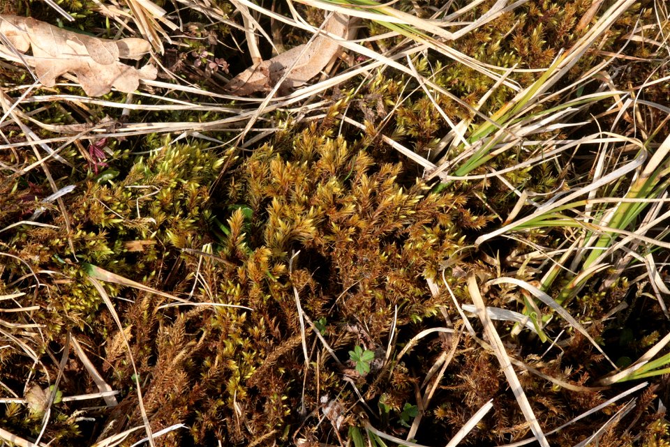 Aulacomnium palustre