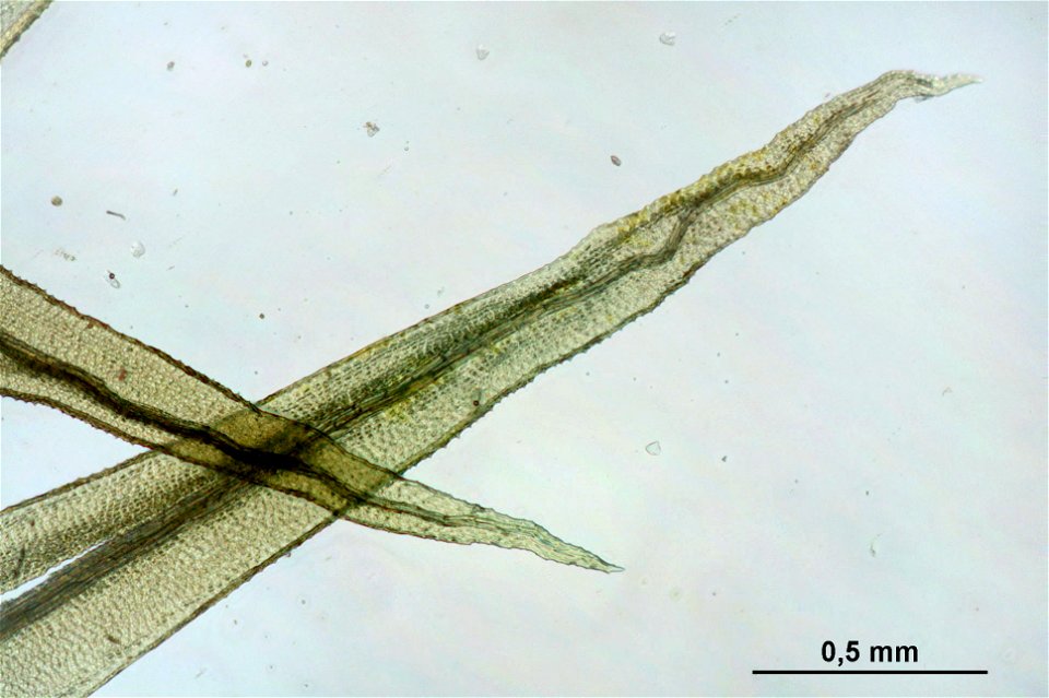 Aulacomnium palustre