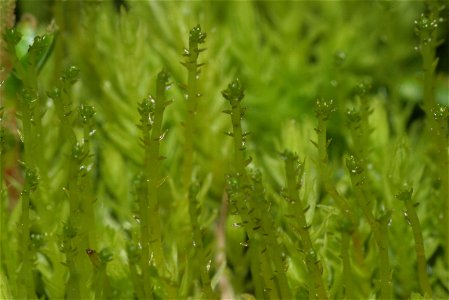 Aulacomnium palustre