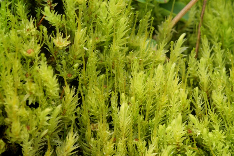Aulacomnium palustre