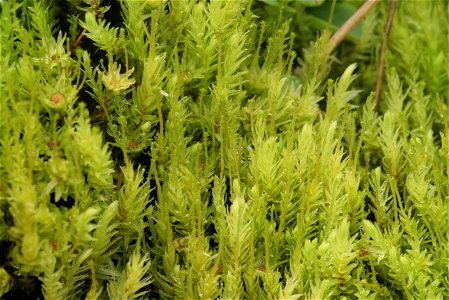 Aulacomnium palustre