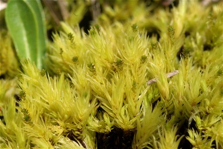 Aulacomnium palustre
