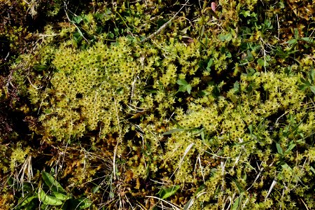 Aulacomnium palustre