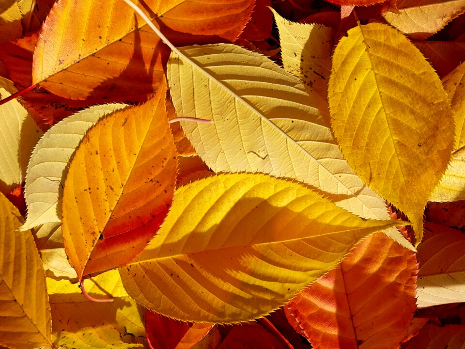 Nature japanese cherry tree foliage