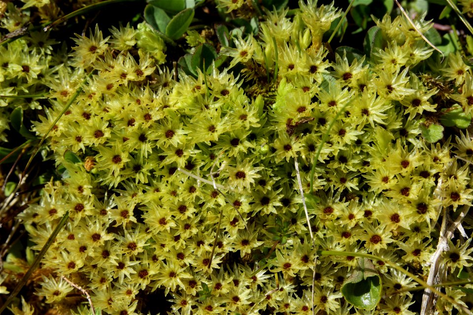 Aulacomnium palustre