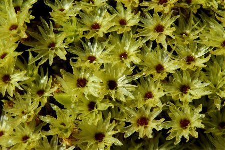 Aulacomnium palustre