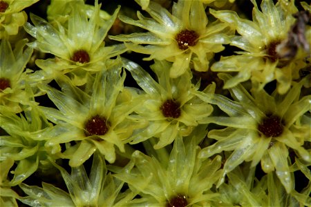 Aulacomnium palustre
