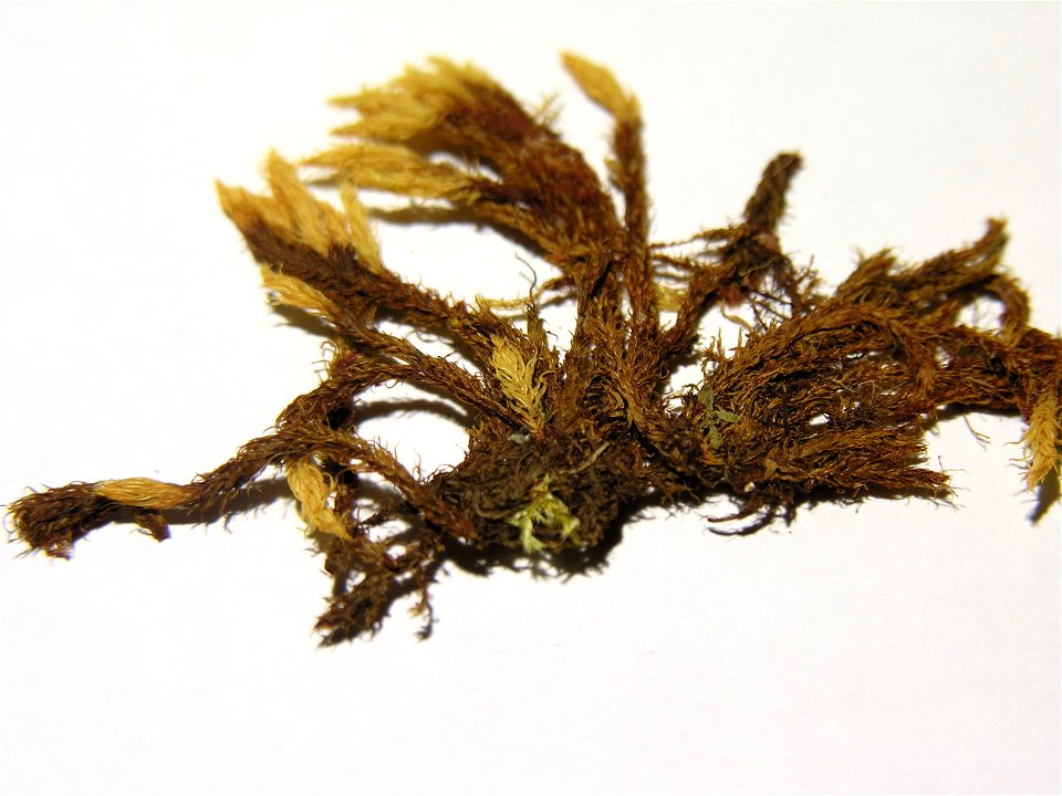 Aulacomnium palustre resize
