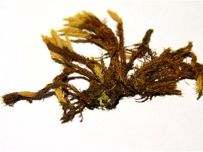 Aulacomnium palustre resize