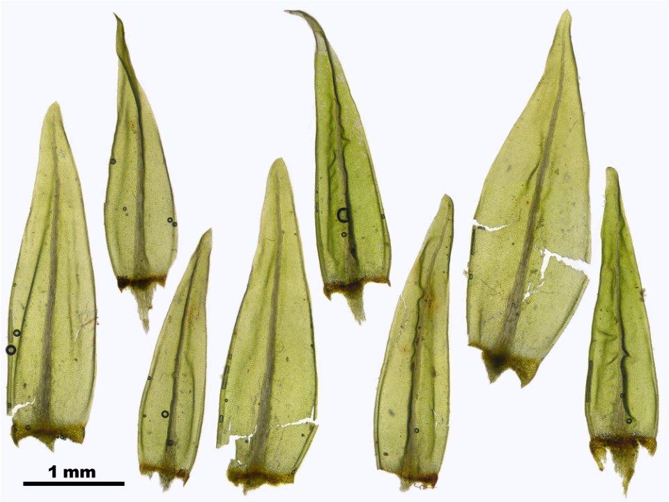 Aulacomnium palustre