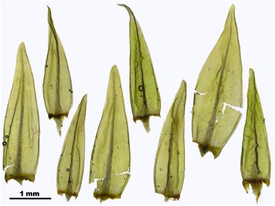 Aulacomnium palustre