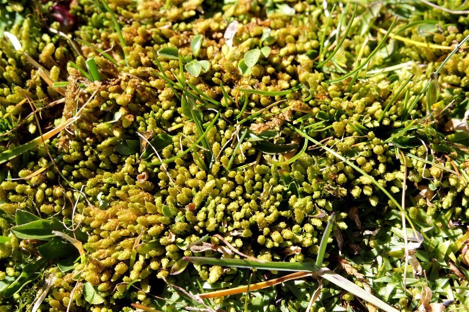 Aulacomnium turgidum