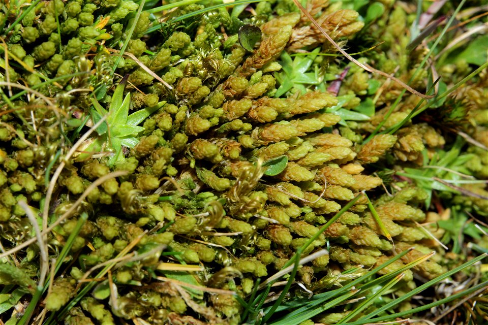 Aulacomnium turgidum