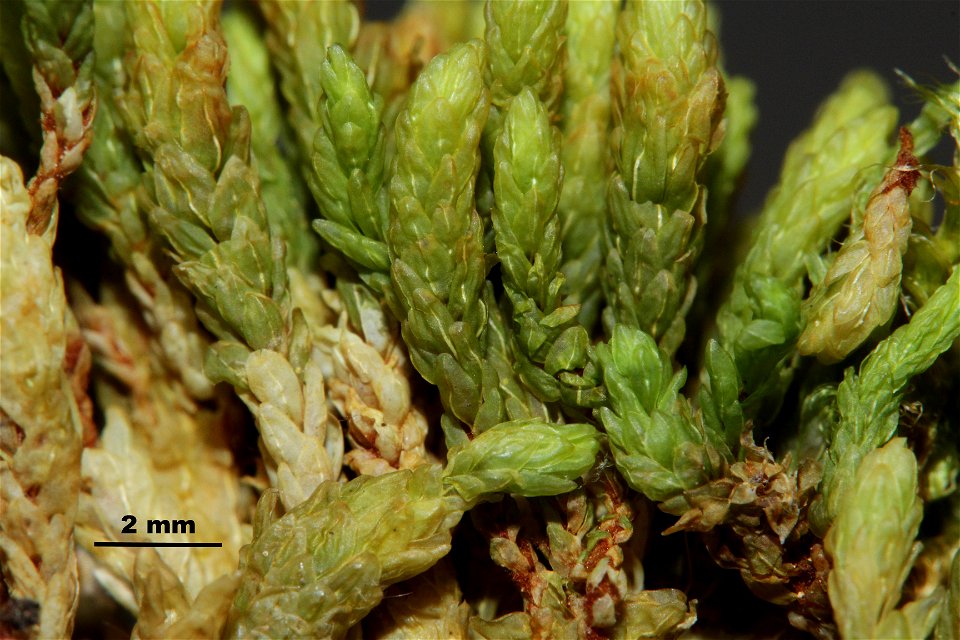 Aulacomnium turgidum