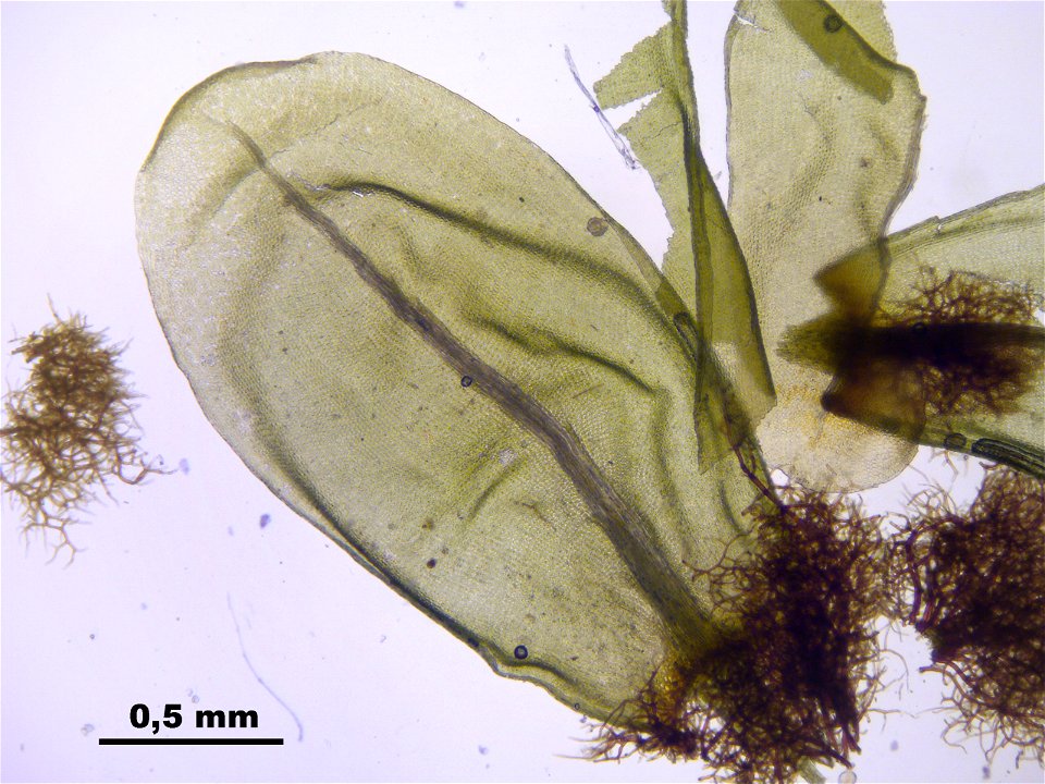 Aulacomnium turgidum