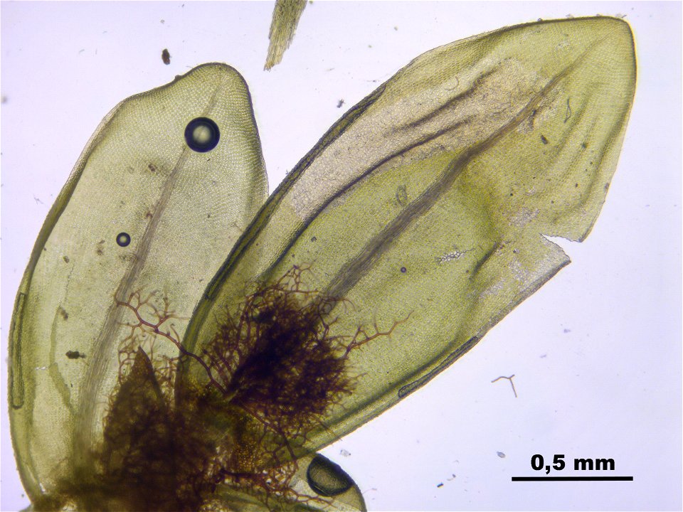 Aulacomnium turgidum