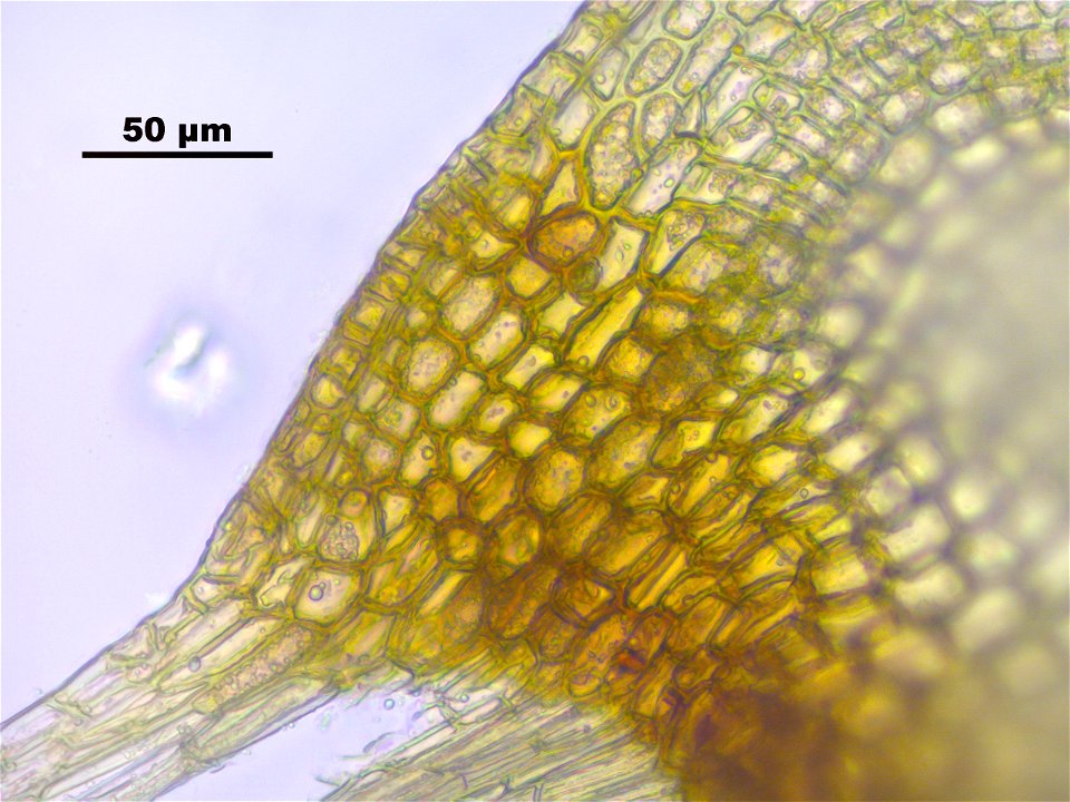 Aulacomnium turgidum
