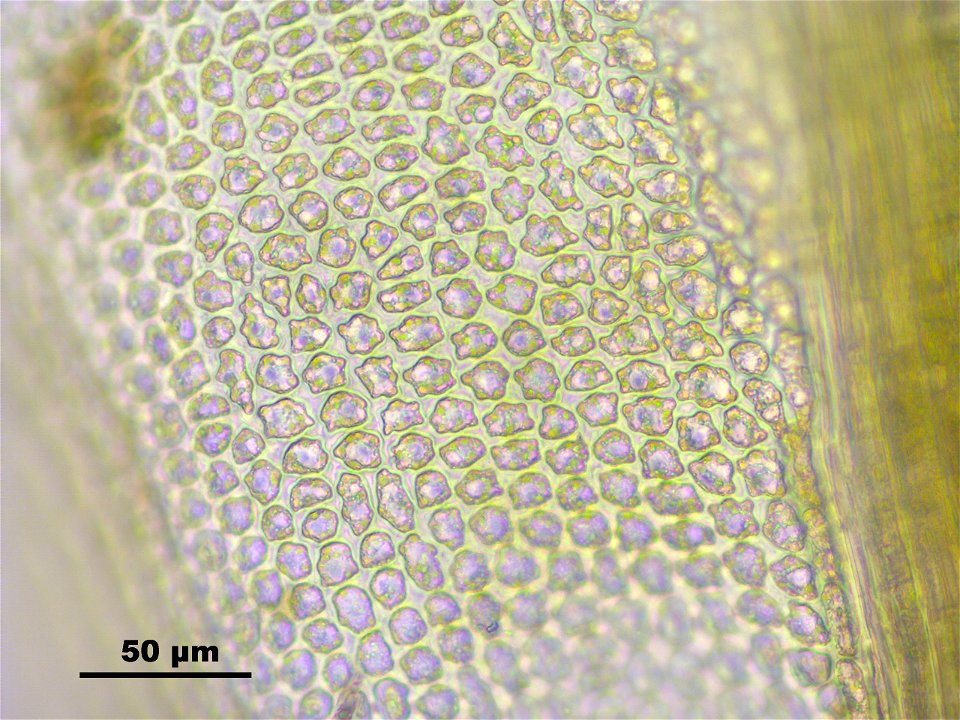Aulacomnium turgidum
