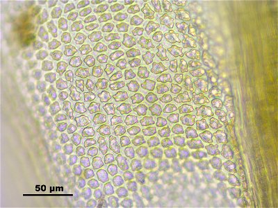 Aulacomnium turgidum