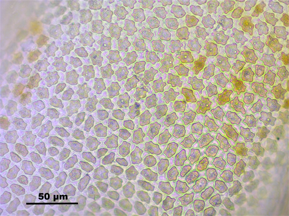 Aulacomnium turgidum