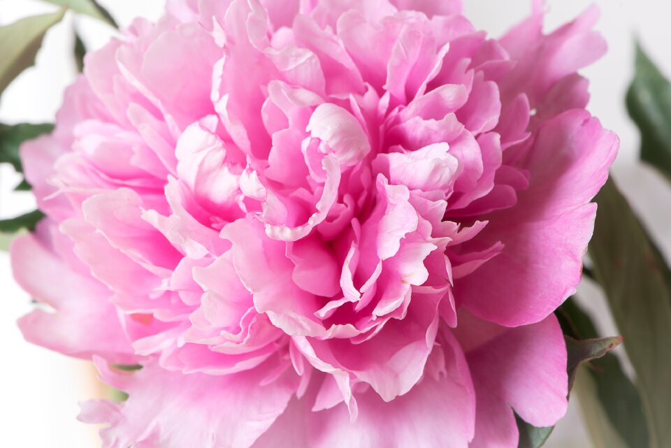 Pink peony pink flower blossom