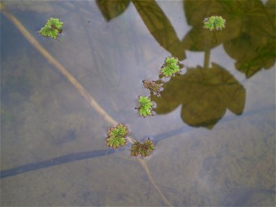 Azolla japonica