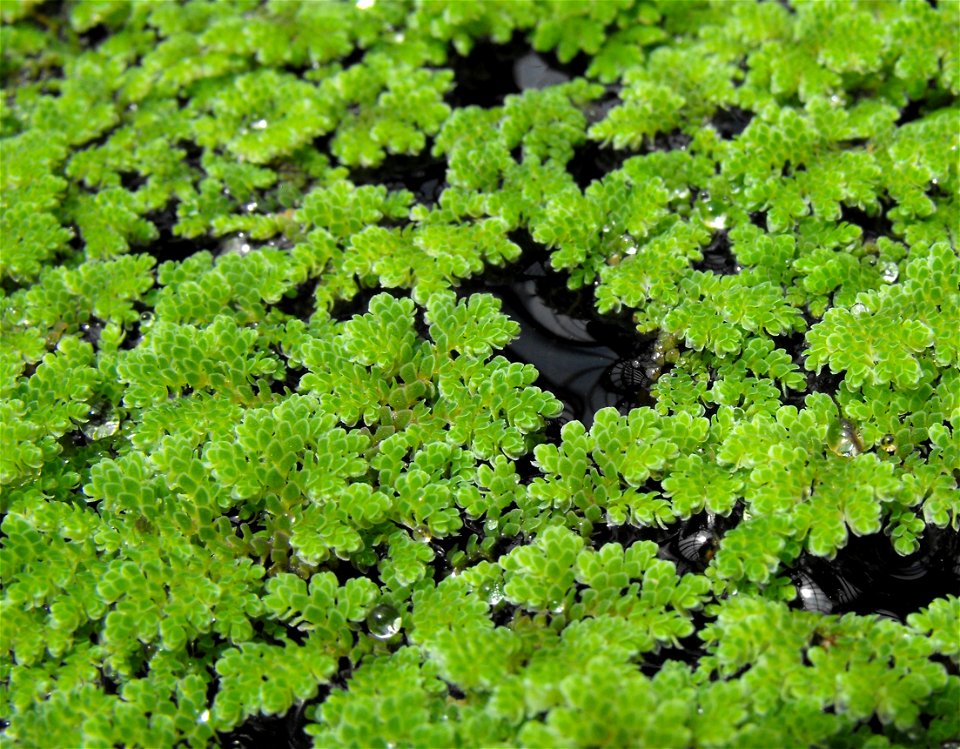 Azolla filiculoides in the Botanical Building at Balboa Park in San Diego, California, USA. Identified by sign.