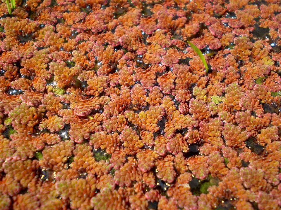 Azolla imbricata(Akaukikusa)