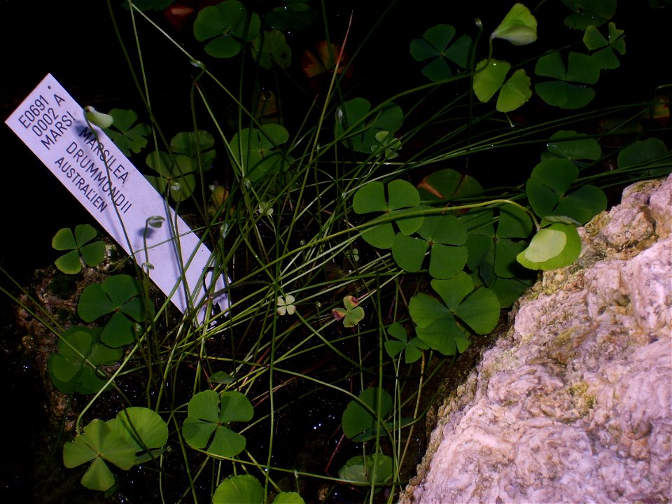 Copenhagen Botanical Garden, Marsilea drummondii