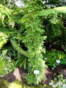 Lygodium japonicum specimen in the Botanischer Garten München-Nymphenburg, Munich, Germany.