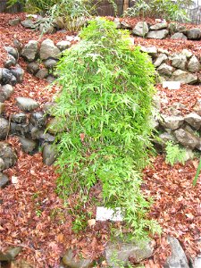 Lygodium japonicum in Koishikawa Botanical Gardens, Tokyo, Japan.