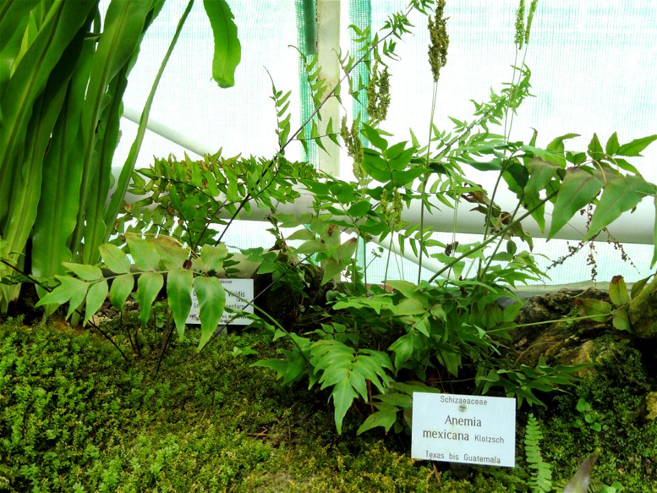Anemia mexicana specimen in the Botanischer Garten München-Nymphenburg, Munich, Germany.