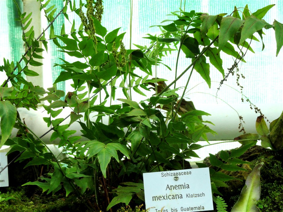 Anemia mexicana specimen in the Botanischer Garten München-Nymphenburg, Munich, Germany.