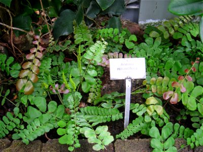 Anemia rotundifolia specimen in the Botanischer Garten, Berlin-Dahlem (Berlin Botanical Garden), Berlin, Germany.