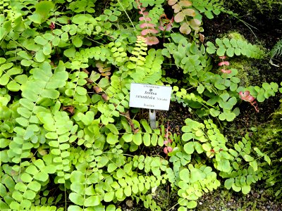 Anemia rotundifolia specimen in the Botanischer Garten München-Nymphenburg, Munich, Germany.