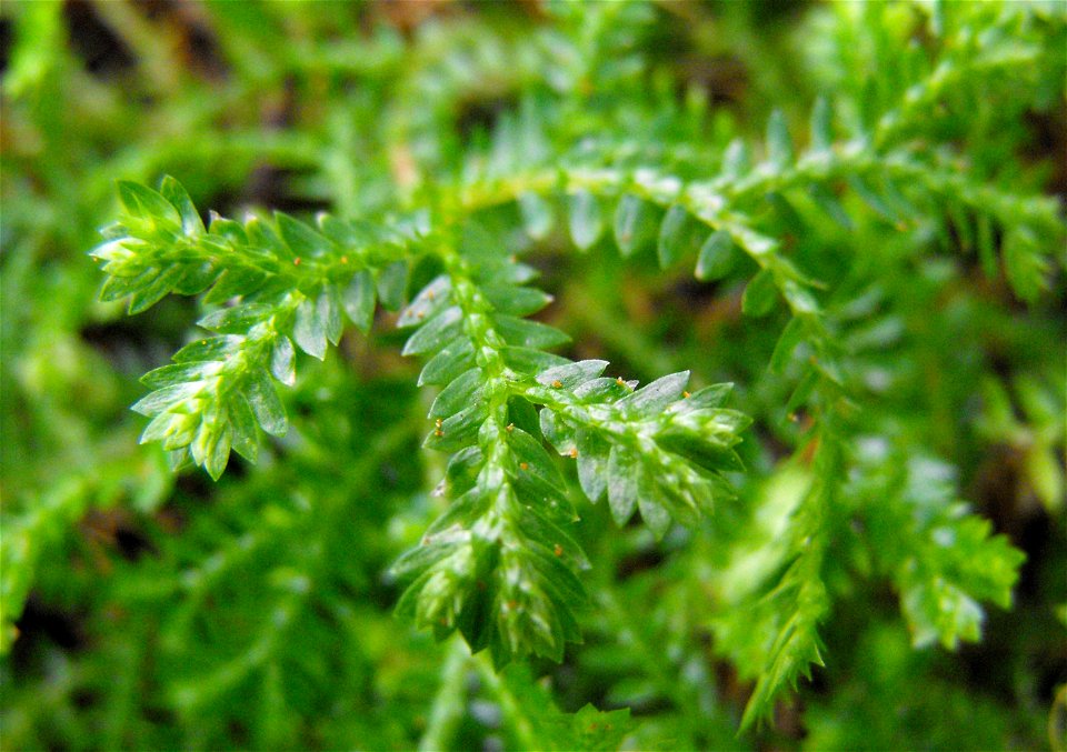 Copenhagen Botanical Garden, Selaginella kraussiana