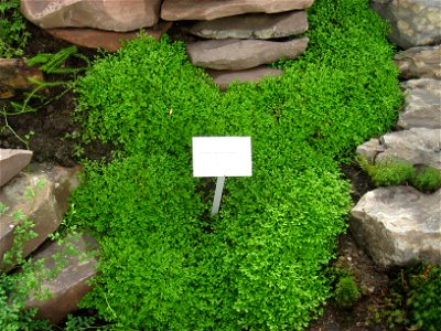Selaginella kraussiana, Oslo Botanical Garden, Oslo, Norway.