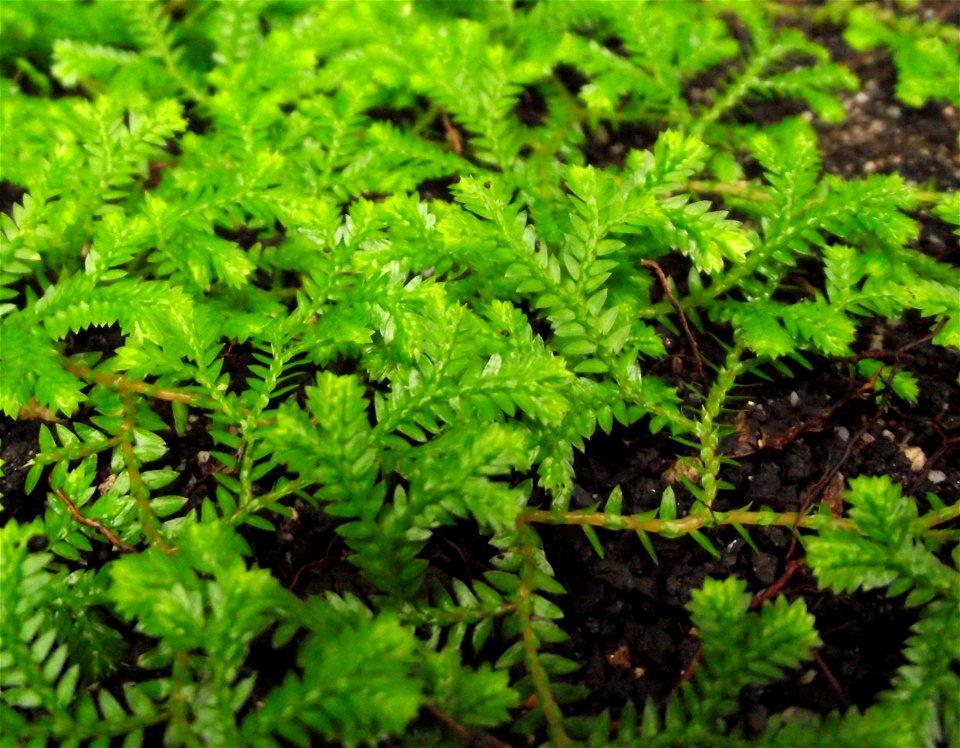Selaginella kraussiana in the Botanical Building at Balboa Park, San Diego, California, USA. Identified by sign.
