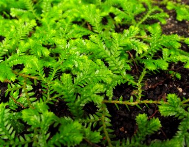 Selaginella kraussiana in the Botanical Building at Balboa Park, San Diego, California, USA. Identified by sign.