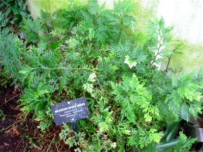 Selaginella apoda' in the Buffalo and Erie County Botanical Gardens, Buffalo, New York, USA.