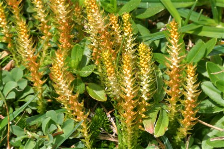 Selaginella selaginoides