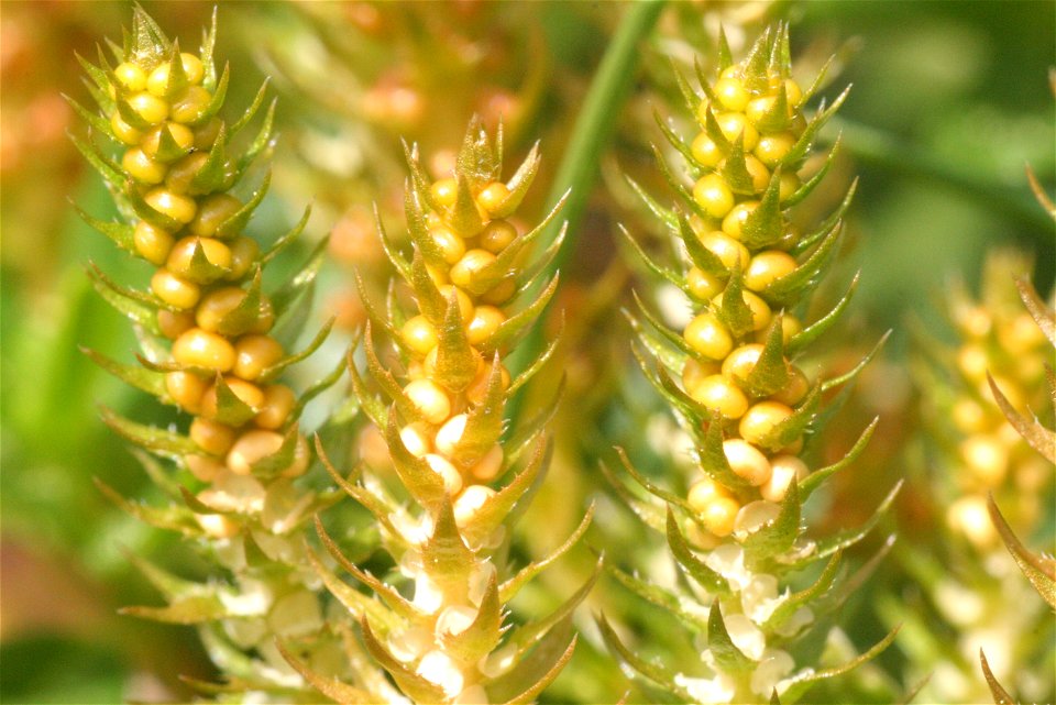 Selaginella selaginoides