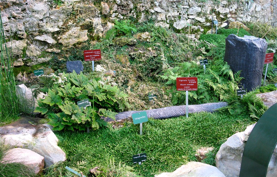 Inside the palaeobotanic greenhouse, Muséum national d'histoire naturelle, Paris