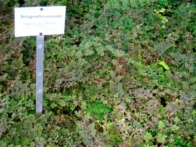 Selaginella uncinata specimen in the Botanischer Garten, Berlin-Dahlem (Berlin Botanical Garden), Berlin, Germany.