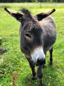 Donkey rural meadow