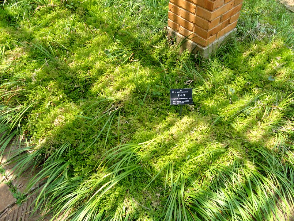 Plant specimen in the Kunming Botanical Garden, Kunming, Yunnan, China.