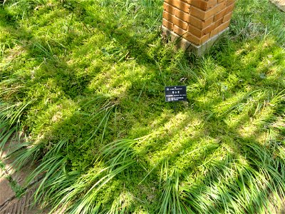 Plant specimen in the Kunming Botanical Garden, Kunming, Yunnan, China.