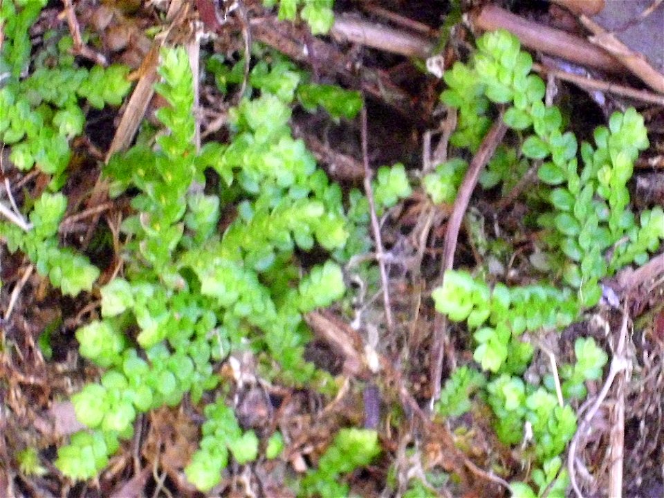 Selaginella denticulata close up, Sierra Madrona, Spain.
