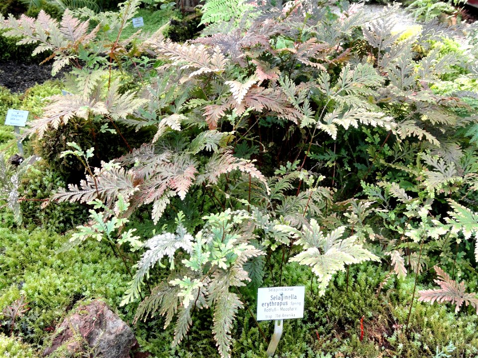 Selaginella erythropus specimen in the Botanischer Garten München-Nymphenburg, Munich, Germany.